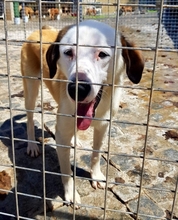 YAKARI, Hund, Mischlingshund in Portugal - Bild 11