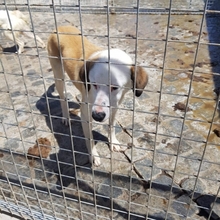 YAKARI, Hund, Mischlingshund in Portugal - Bild 12