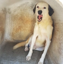 YAKARI, Hund, Mischlingshund in Portugal - Bild 14