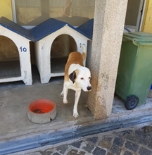 YAKARI, Hund, Mischlingshund in Portugal - Bild 15
