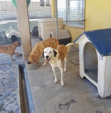 YAKARI, Hund, Mischlingshund in Portugal - Bild 16