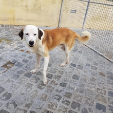 YAKARI, Hund, Mischlingshund in Portugal - Bild 3