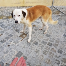 YAKARI, Hund, Mischlingshund in Portugal - Bild 4