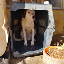 YAKARI, Hund, Mischlingshund in Portugal - Bild 5
