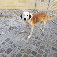 YAKARI, Hund, Mischlingshund in Portugal - Bild 8