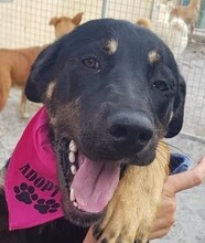 CHENOA, Hund, Mischlingshund in Portugal - Bild 1