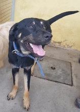CHENOA, Hund, Mischlingshund in Portugal - Bild 10