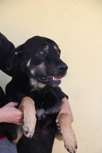 CHENOA, Hund, Mischlingshund in Portugal - Bild 11
