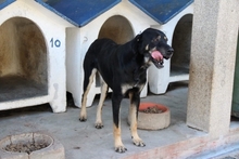 CHENOA, Hund, Mischlingshund in Portugal - Bild 12