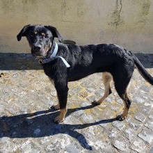 CHENOA, Hund, Mischlingshund in Portugal - Bild 16