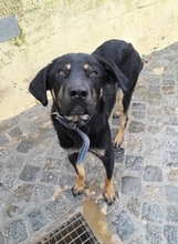 CHENOA, Hund, Mischlingshund in Portugal - Bild 2