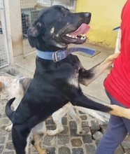 CHENOA, Hund, Mischlingshund in Portugal - Bild 5