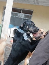 CHENOA, Hund, Mischlingshund in Portugal - Bild 7