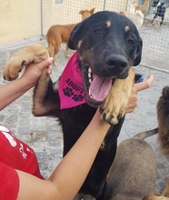 CHENOA, Hund, Mischlingshund in Portugal - Bild 8