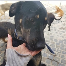 CHENOA, Hund, Mischlingshund in Portugal - Bild 9