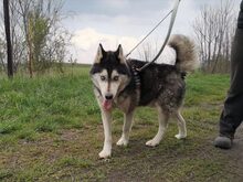 BUCK, Hund, Siberian Husky-Mix in Ungarn - Bild 1