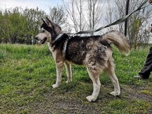 BUCK, Hund, Siberian Husky-Mix in Ungarn - Bild 3