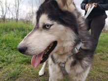 BUCK, Hund, Siberian Husky-Mix in Ungarn - Bild 4