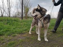 BUCK, Hund, Siberian Husky-Mix in Ungarn - Bild 5