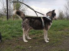 BUCK, Hund, Siberian Husky-Mix in Ungarn - Bild 6