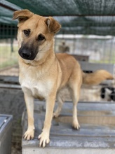 CAIPIRINHA, Hund, Mischlingshund in Griechenland - Bild 10