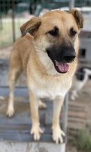 CAIPIRINHA, Hund, Mischlingshund in Griechenland - Bild 13