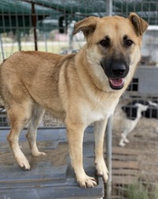 CAIPIRINHA, Hund, Mischlingshund in Griechenland - Bild 15