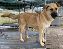 CAIPIRINHA, Hund, Mischlingshund in Griechenland - Bild 16