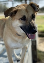 CAIPIRINHA, Hund, Mischlingshund in Griechenland - Bild 18