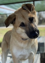 CAIPIRINHA, Hund, Mischlingshund in Griechenland - Bild 19