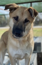 CAIPIRINHA, Hund, Mischlingshund in Griechenland - Bild 20