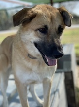 CAIPIRINHA, Hund, Mischlingshund in Griechenland - Bild 21