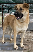 CAIPIRINHA, Hund, Mischlingshund in Griechenland - Bild 5