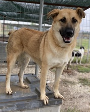 CAIPIRINHA, Hund, Mischlingshund in Griechenland - Bild 6