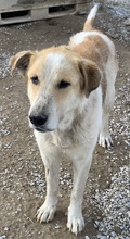 MOSCOWMULE, Hund, Mischlingshund in Griechenland - Bild 3