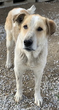 MOSCOWMULE, Hund, Mischlingshund in Griechenland - Bild 4