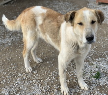 MOSCOWMULE, Hund, Mischlingshund in Griechenland - Bild 5