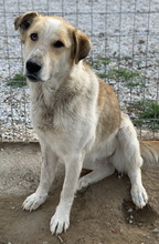 MOSCOWMULE, Hund, Mischlingshund in Griechenland - Bild 8