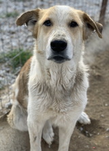 MOSCOWMULE, Hund, Mischlingshund in Griechenland - Bild 9