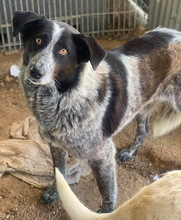 MELISSULA, Hund, Mischlingshund in Griechenland - Bild 2