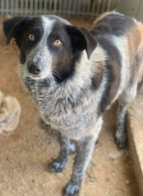 MELISSULA, Hund, Mischlingshund in Griechenland - Bild 4