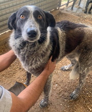 MELISSULA, Hund, Mischlingshund in Griechenland - Bild 9