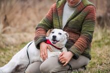 SAMANTA, Hund, Mischlingshund in Russische Föderation - Bild 10
