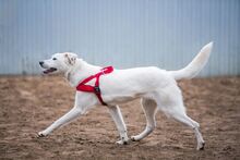 SAMANTA, Hund, Mischlingshund in Russische Föderation - Bild 13