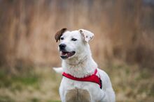 SAMANTA, Hund, Mischlingshund in Russische Föderation - Bild 4