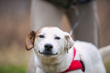 SAMANTA, Hund, Mischlingshund in Russische Föderation - Bild 7