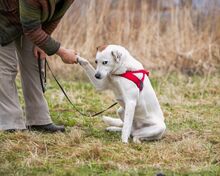 SAMANTA, Hund, Mischlingshund in Russische Föderation - Bild 8