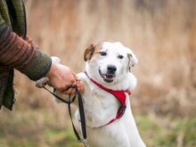 SAMANTA, Hund, Mischlingshund in Russische Föderation - Bild 9