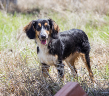 REGGINA, Hund, Mischlingshund in Griechenland - Bild 1
