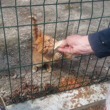 CHILLI, Katze, Europäisch Kurzhaar in Bulgarien - Bild 5
